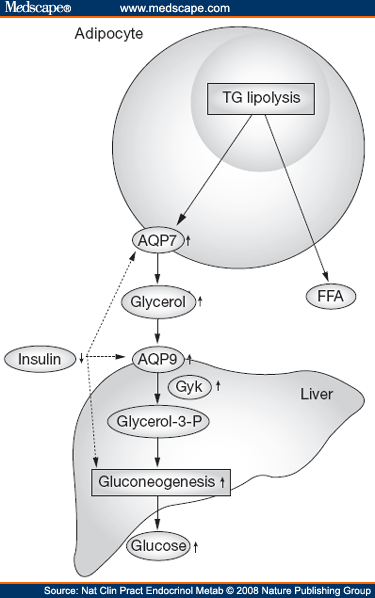 Metabolic Impact of Aquaporin 7 and Aquaporin 9 - Page 4