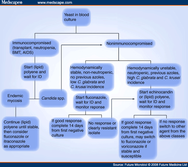 Candidemia in the 21st Century