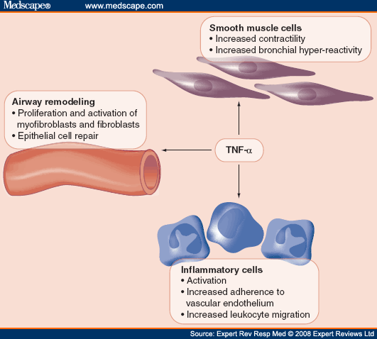 Novel Anti-Inflammatory Treatments for Asthma - Page 6