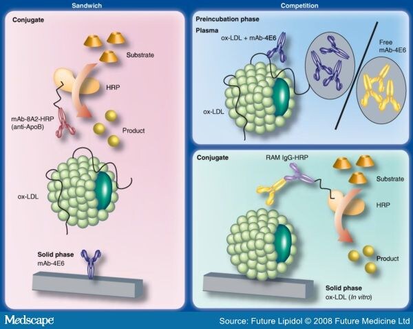 Oxidized LDL and the Metabolic Syndrome