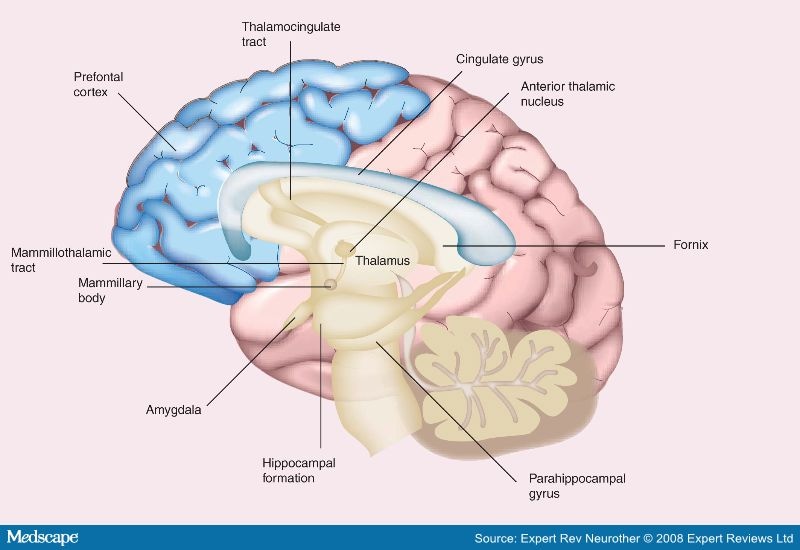 Memory Loss in Alzheimer's Disease