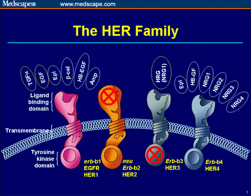 Adjuvant Therapy For HER2-Positive Breast Cancer