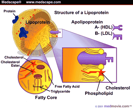 structure lipoprotein vldl statins hdl ldl apo apolipoproteins apolipoprotein medscape density disease low lipoproteins   fatty metabolic cardiovascular development