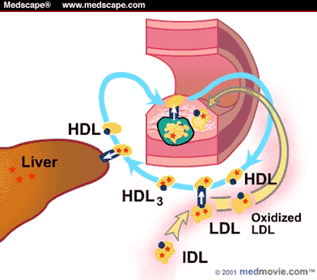 How Statins Work: The Development of Cardiovascular Disease and Its...