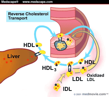 transport hdl cholesterol reverse statins medscape system reductase inhibitors cardiovascular disease development its