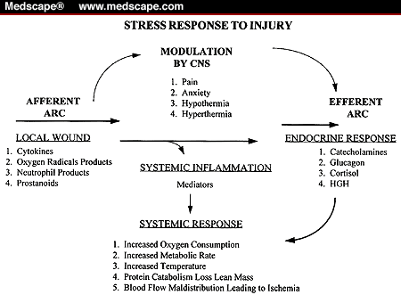 Basal metabolic rate and weight loss