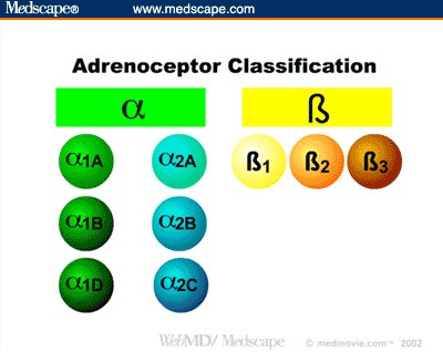 Adrenergic Receptors Chart