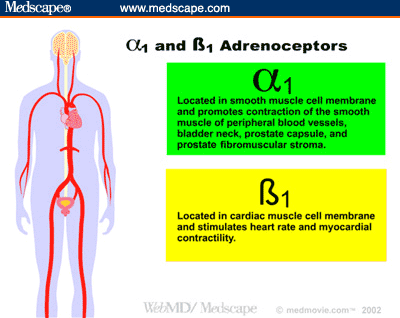 Adrenergic Receptors Chart
