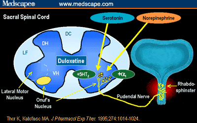 Advances in Therapies for Stress Urinary Incontinence -- Focus on the ...