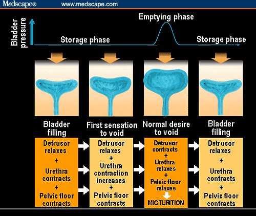 Bladder control during storage/filling phase (A) and micturition phase
