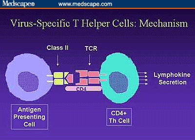Immunopathogenesis and Immune Response in HIV Infection