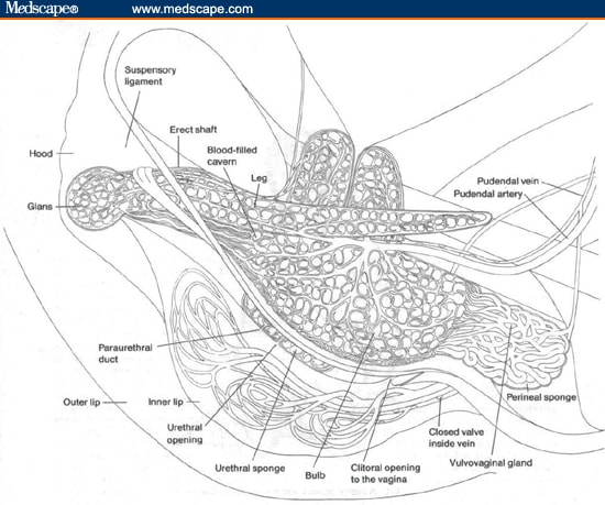 Womens Sexual Problems A Guide To Integrating The New View Approach