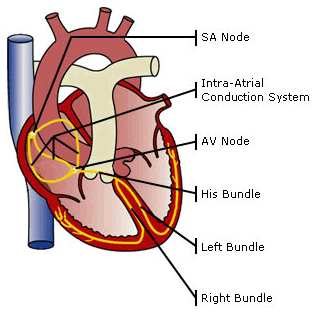 Cardiac Resynchronization Therapy