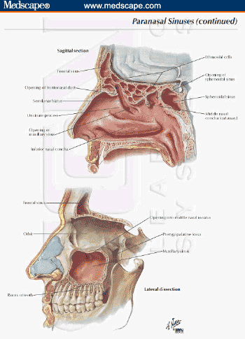 sagittal ethmoid sinus