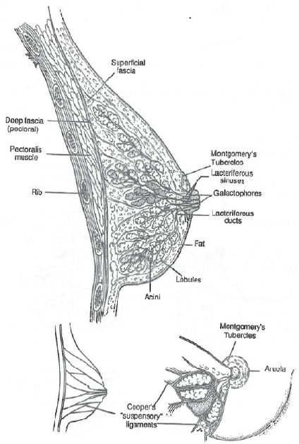 breast anatomy and physiology