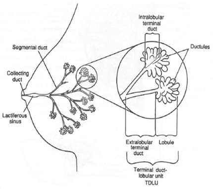 Image result for breast structure TDLU