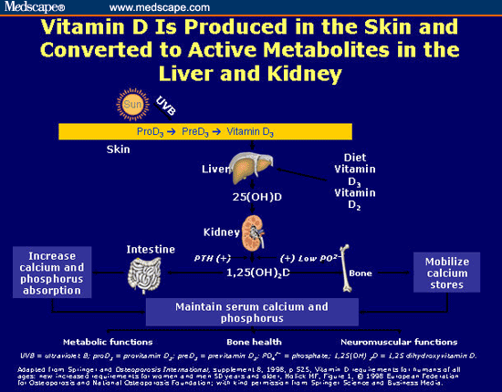 d absorb vitamin how to on ESRD The Effect in and Analogues Survival Role Vitamin of D