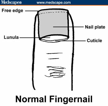 Fingernail Reading Chart