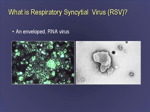 Introduction and Identification of Respiratory Syncytial Virus (Slides
