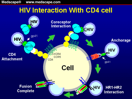 HIV Entry -- From Molecular Insights to Specific Inhibitors