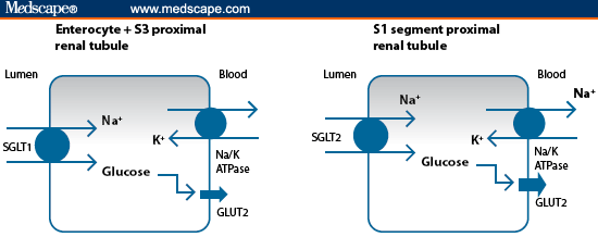 SGLT2 Inhibitors for the Treatment of Diabetes diagram of cotransport 