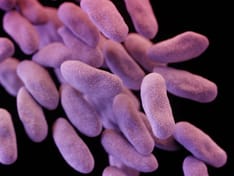 FDA OKs Test for Gene Markers of Carbapenem-Resistant Bugs