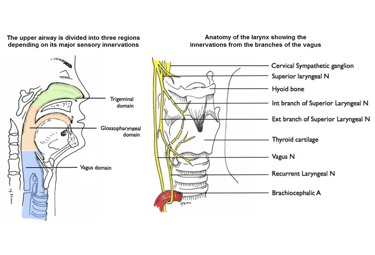 Awake Fiberoptic Intubation Accessing the Airway