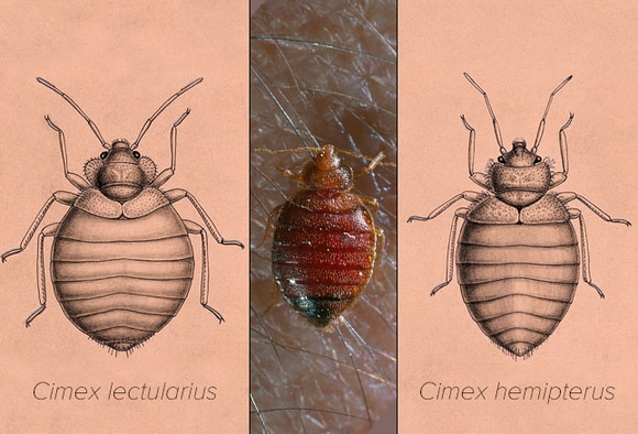 When Bugs Feast: What's Causing That Itch? When Bugs Feast: What's Causing That Itch?