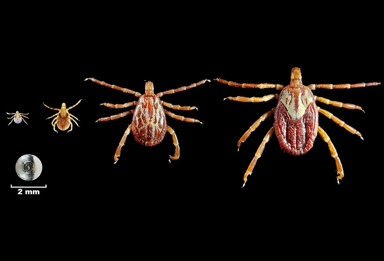 Zebra Cdc Where Art Meets Science: A Lens on the CDC