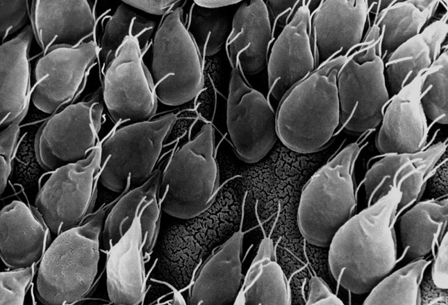 What's Eating You: 12 Common Intestinal Parasites