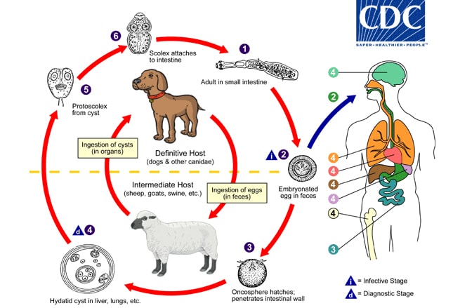 Goat Parasite Chart