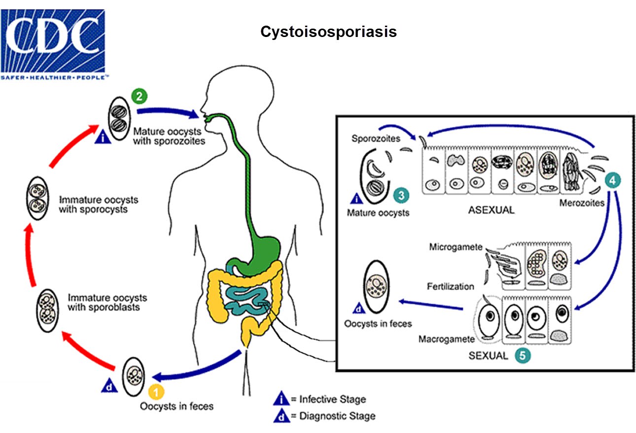 You Ve Got Worms Common Intestinal Parasites