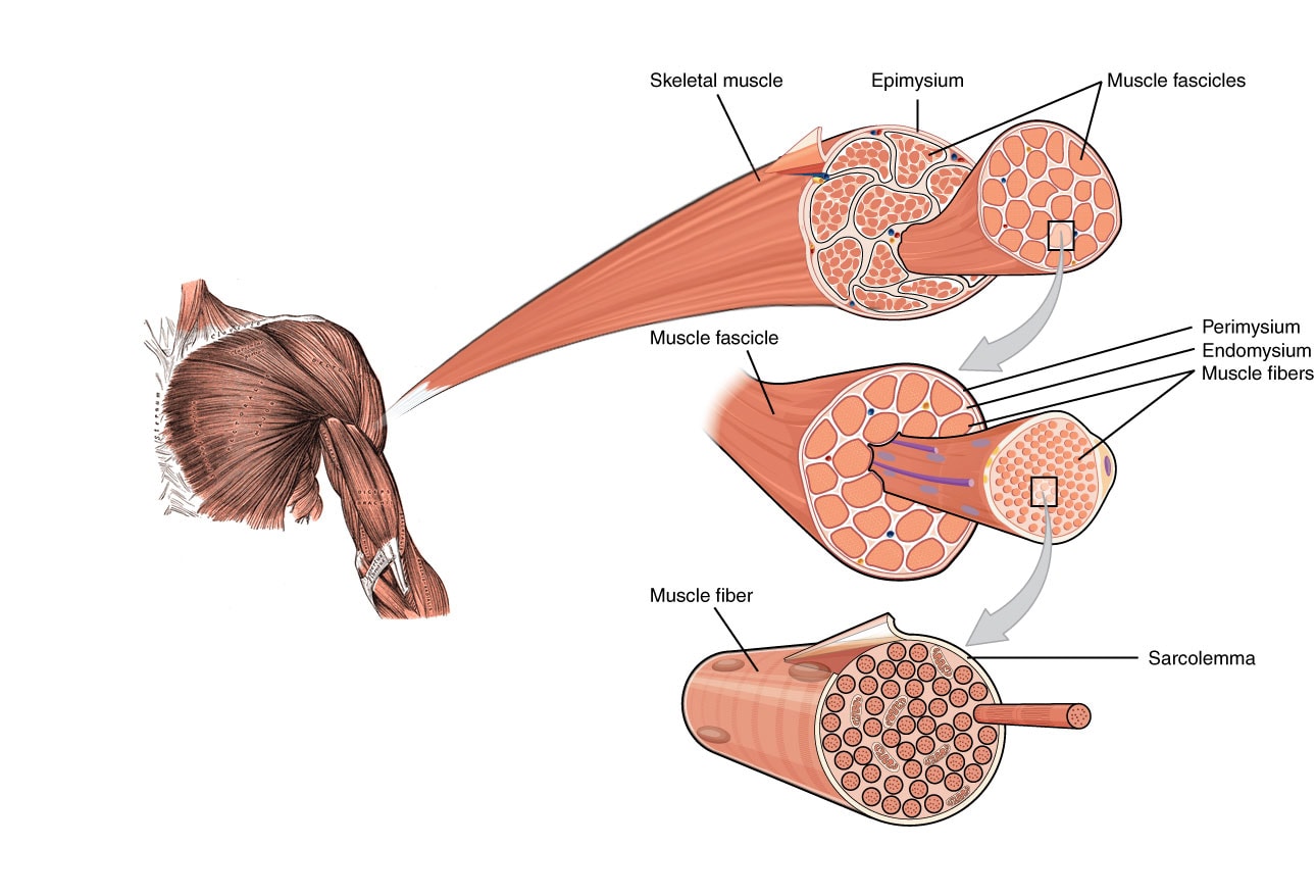 Les Musclés - Wikipedia