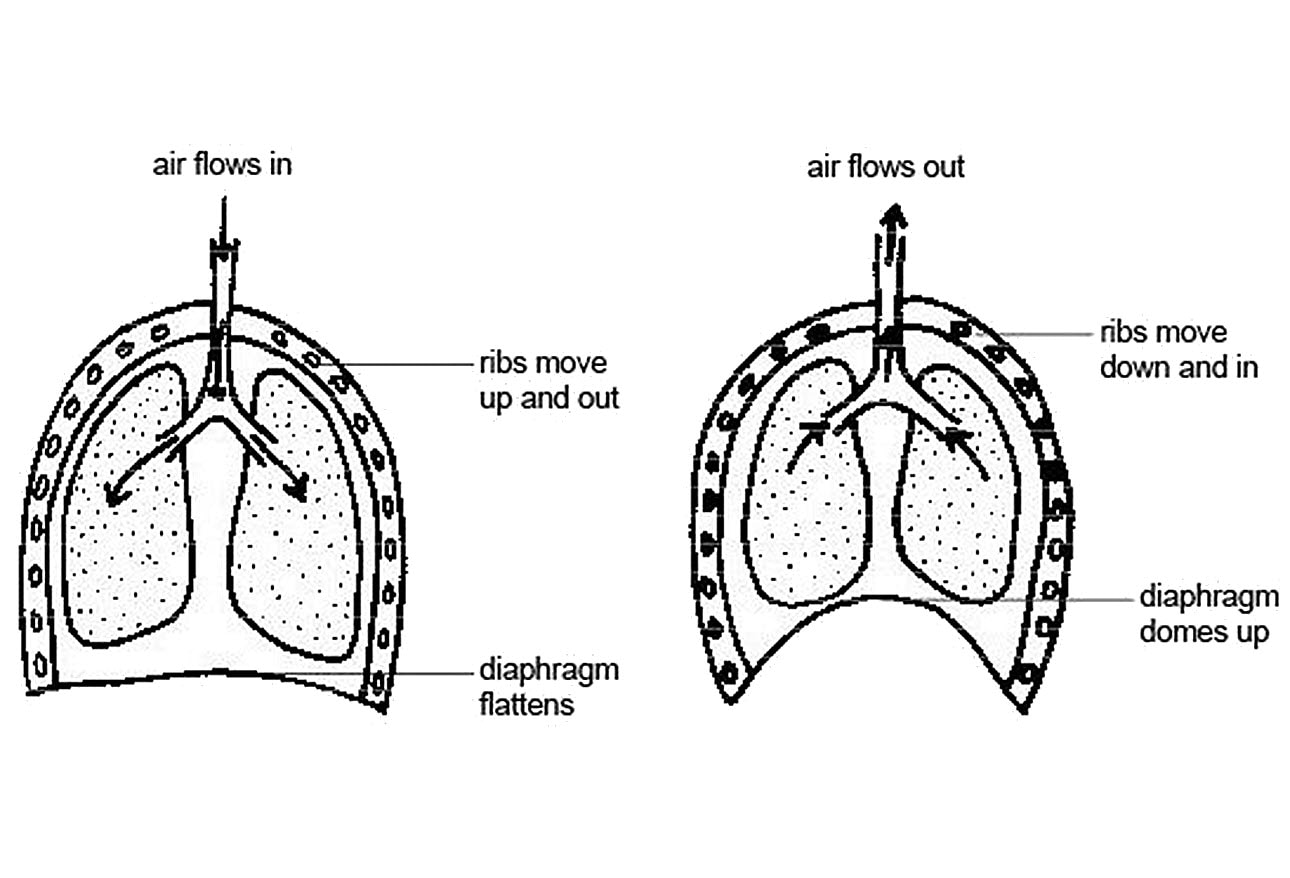 When Distress Is Failure: Pediatric Respiratory Illness