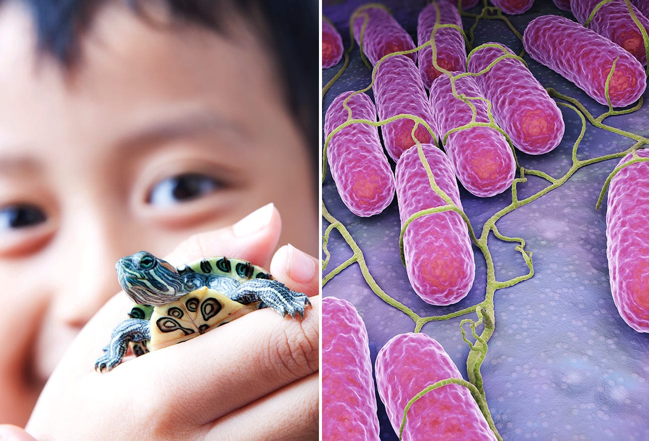 Illnesses Linked to Contact With Pets and Farm Animals