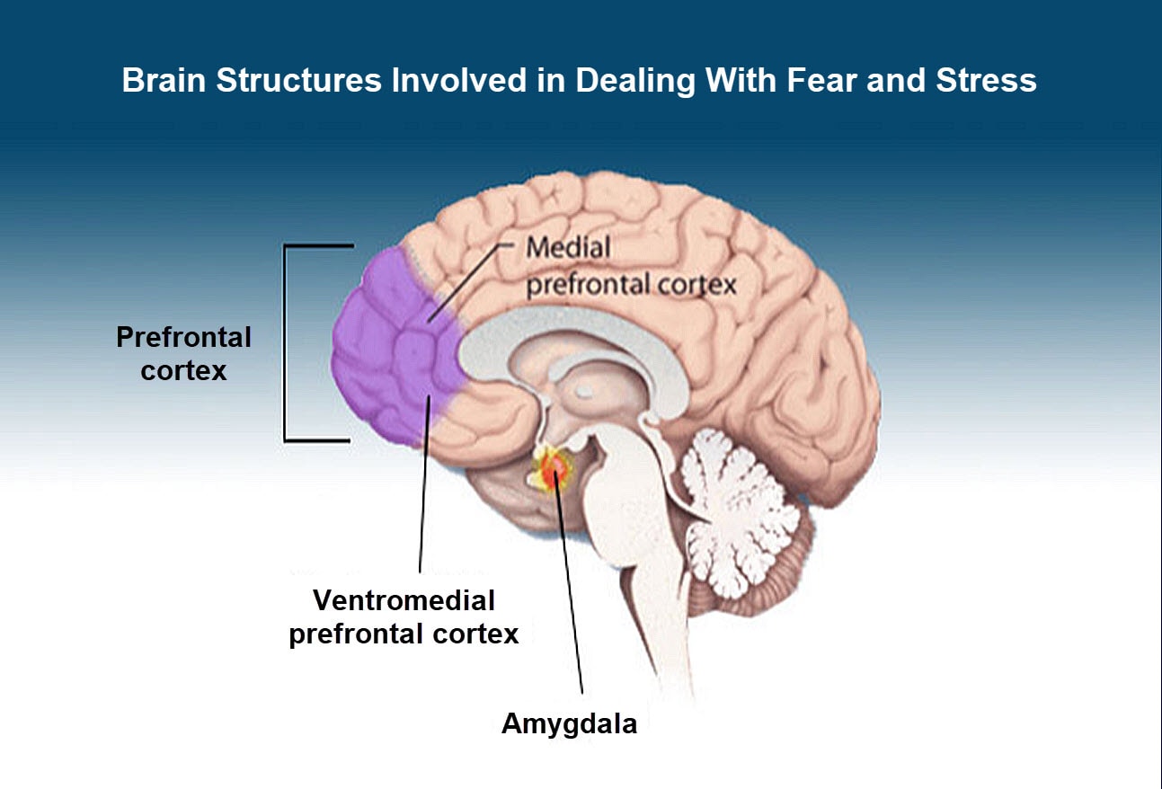 The Persistence of Trauma: PTSD