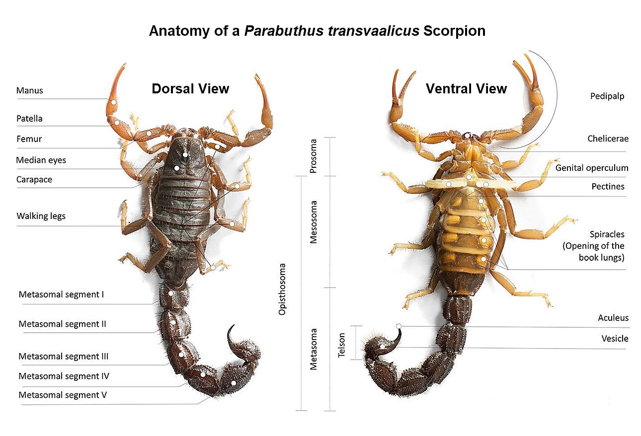 Scorpion Stings: From Mild Local Effects to Death