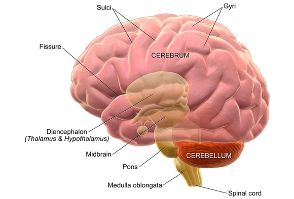 Medical confirmation: Continuous head blows cause degenerative disease