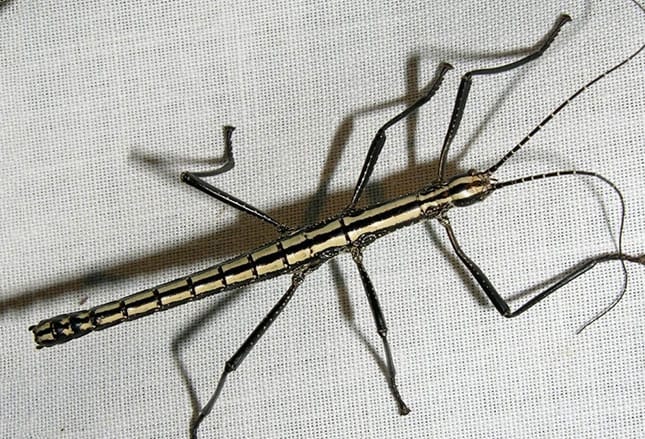 Untouchables: 9 Invertebrate Contact Defenses