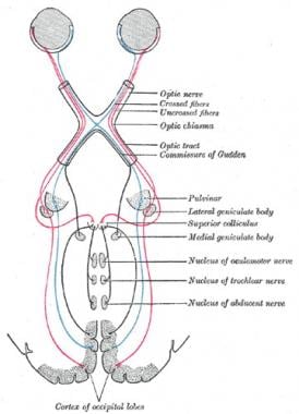 Visual System Anatomy: Overview, Gross Anatomy