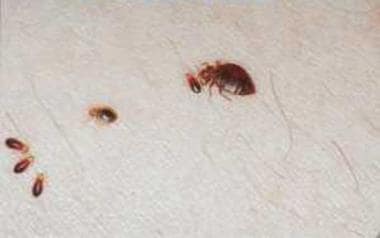 mild bed bugs bites