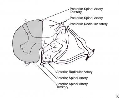 Pattern of arterial supply to spinal cord and (lef