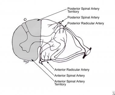 anterior spinal artery