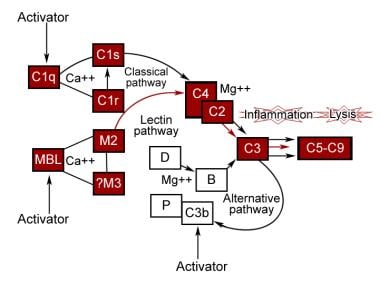 补体通路的激活。
