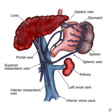 Portal vein and associated anatomy. 