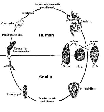 life cycle of schistosomiasis parasite