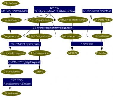 Steroidogenic pathway for cortisol, aldosterone, a