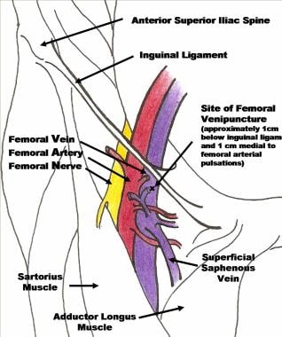 Femoral triangle anatomy. 