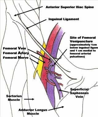 superficial femoral artery anatomy