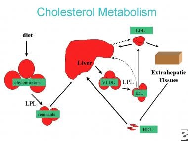 Simplified diagram of cholesterol metabolism. LDL 